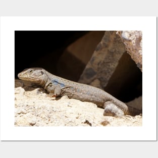 Gallotia Galloti (Male Tenerife Lizard) Posters and Art